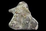 Dimetrodon Pterygoid Bone (Pair) - Texas Red Beds #69537-3